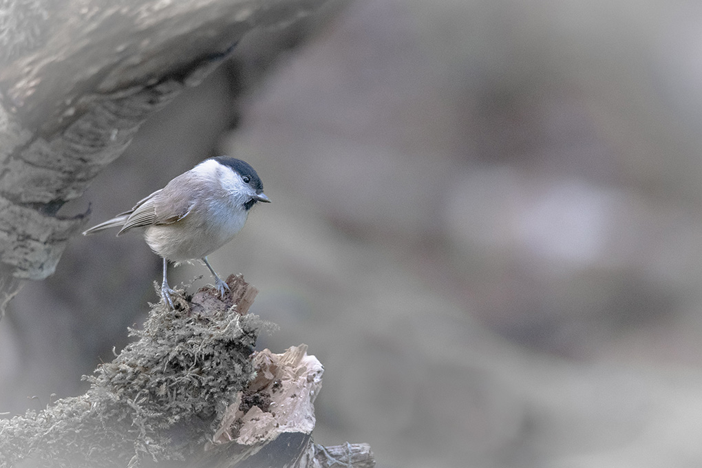 Mésange nonette 5.jpg