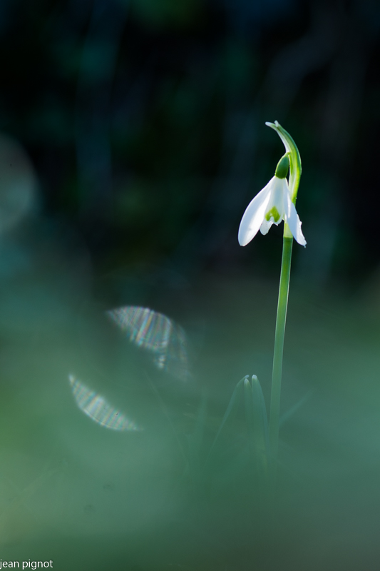 perce neige.JPG