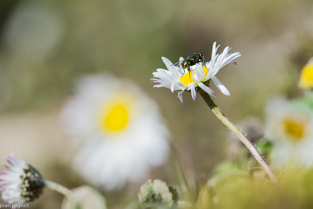 mouche sur paquerette (2).JPG