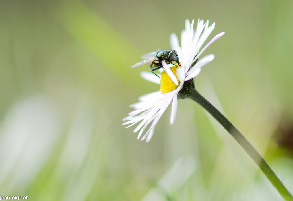 mouche sur paquerette.JPG