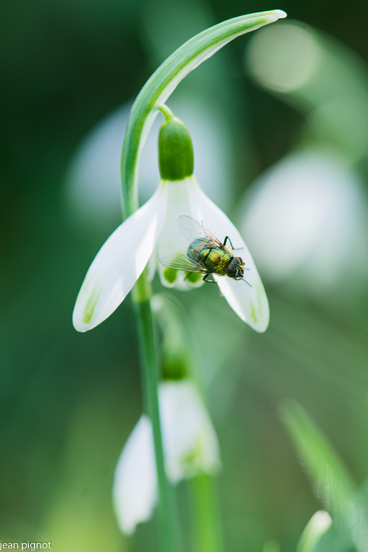 mouche sur perce neige.JPG