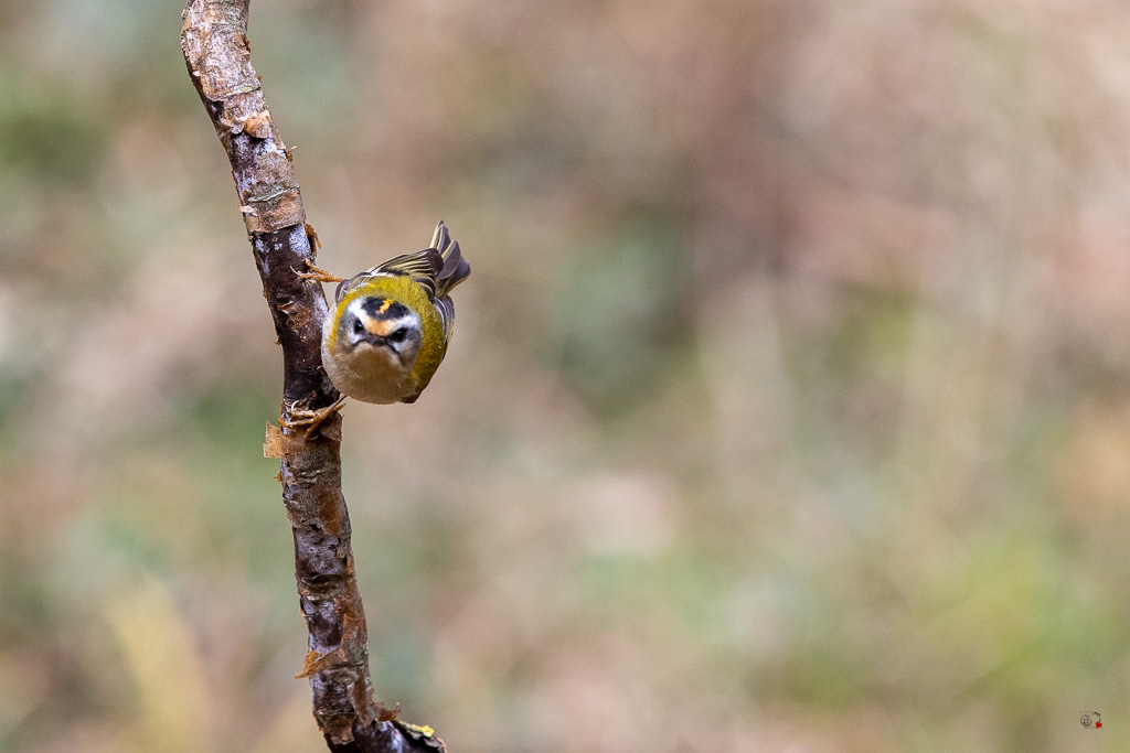 Roitelet triple bandeau (Regulus ignicapillus) Firecrest-87.jpg