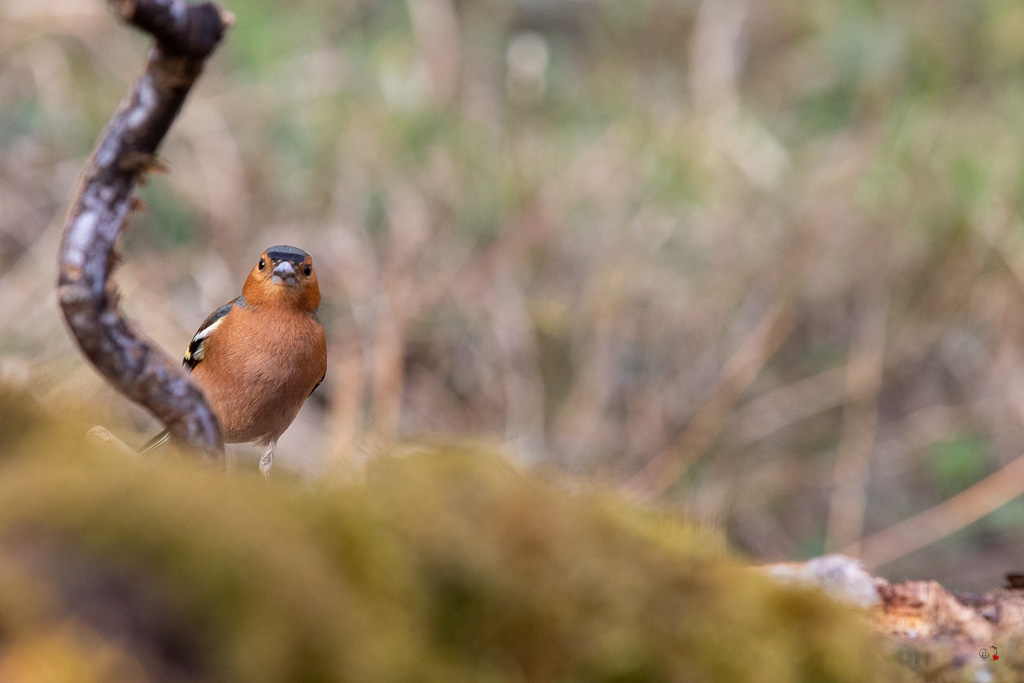 Pinson des arbres (Fringilla coelebs) - Chaffinch-62.jpg