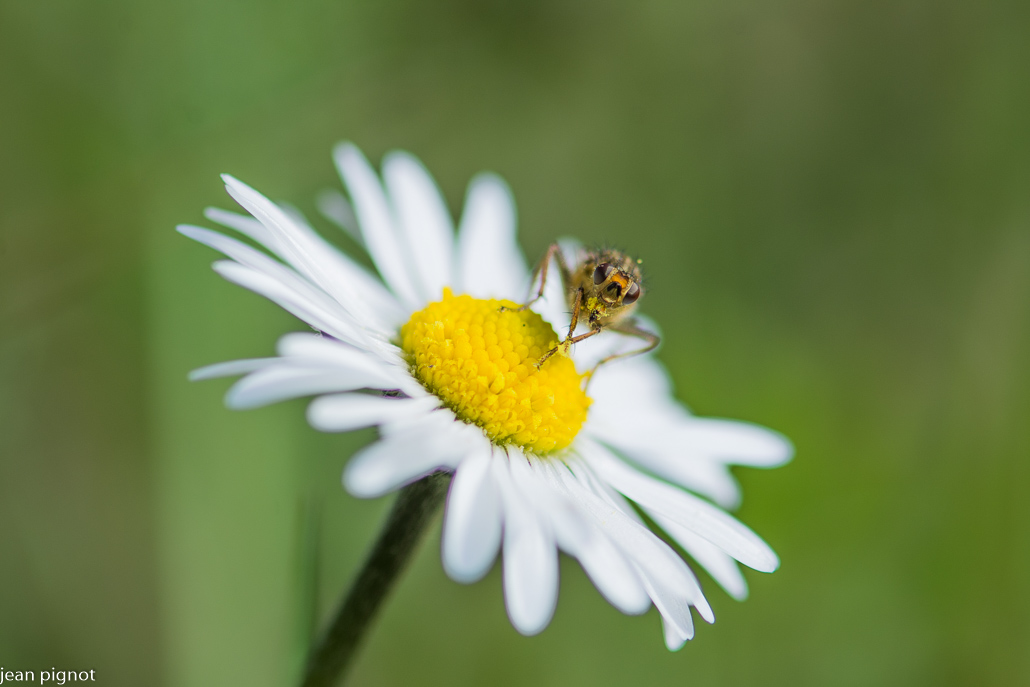 mouche scatophage.JPG