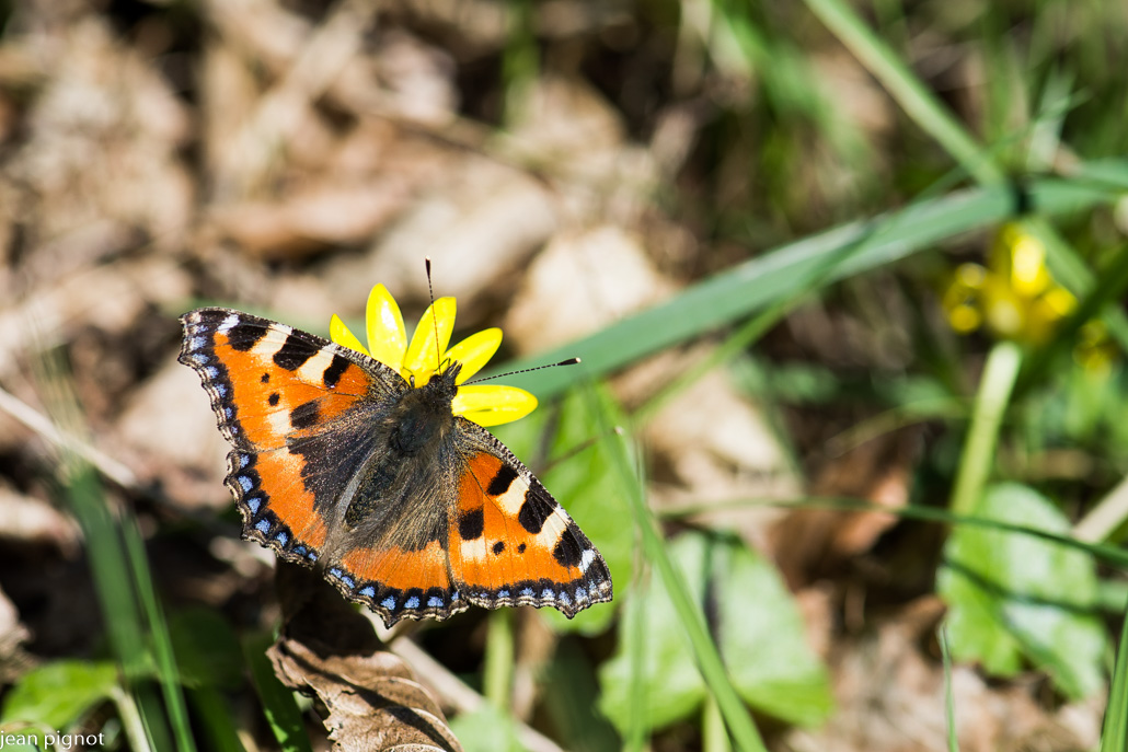 papillon petite tortue.JPG