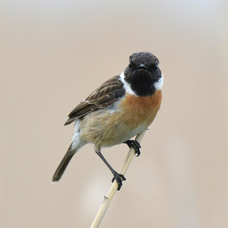 DSC_7714.JPG