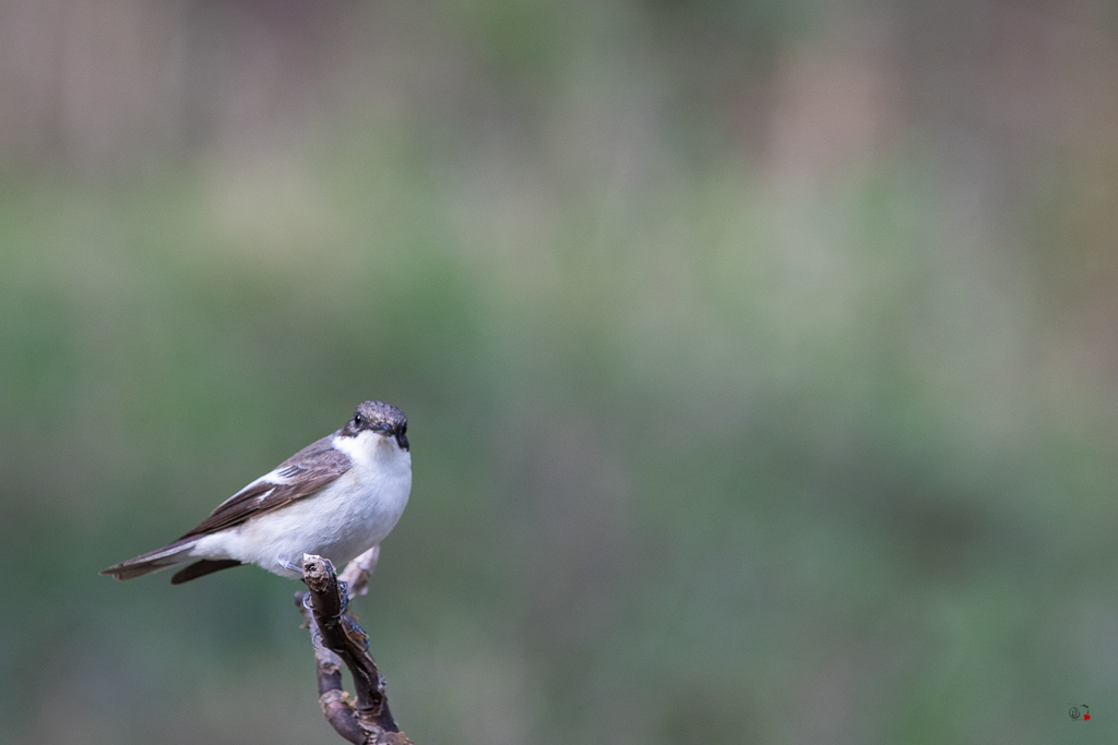 Gobemouche noir (Ficedula hypoleuca) European pied flycatcher-43.jpg