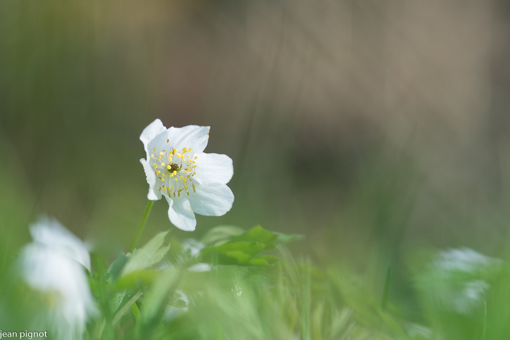 anemone sylvie.JPG