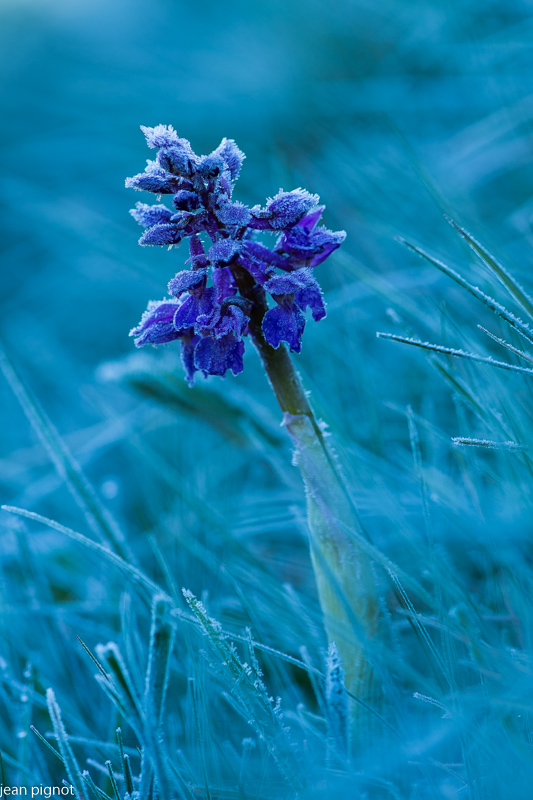 orchis mal (1).JPG