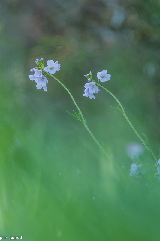 fleur de cardamine.JPG