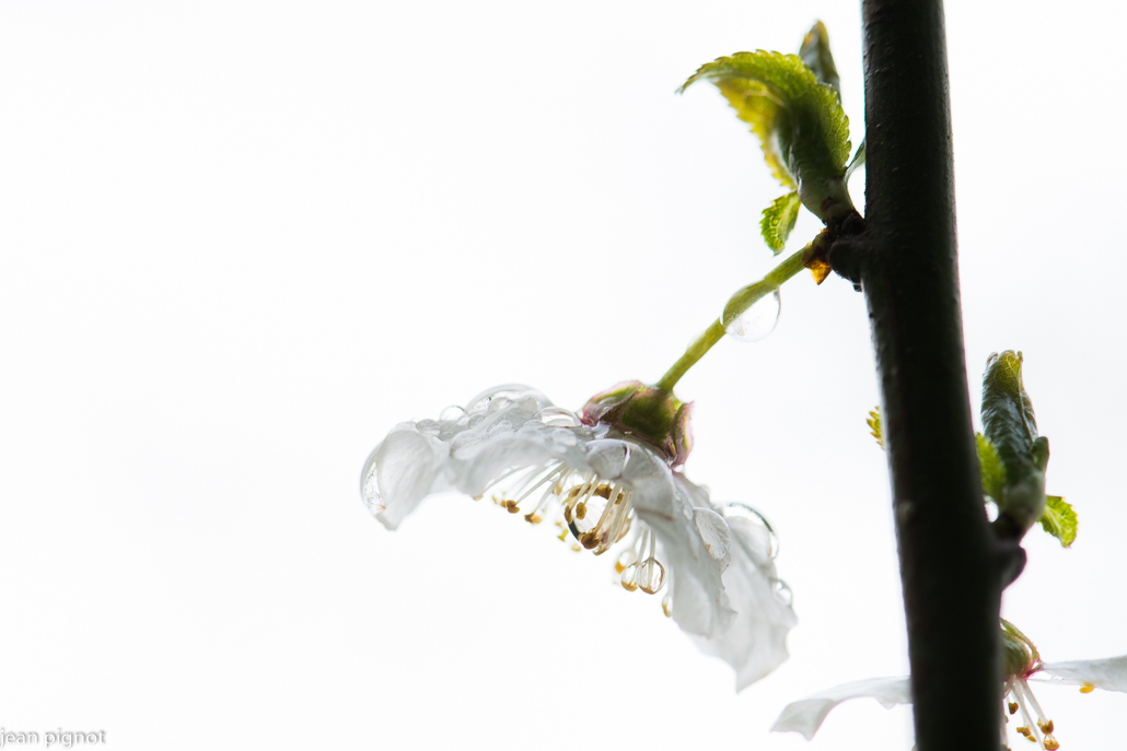 fleur de prunus.JPG