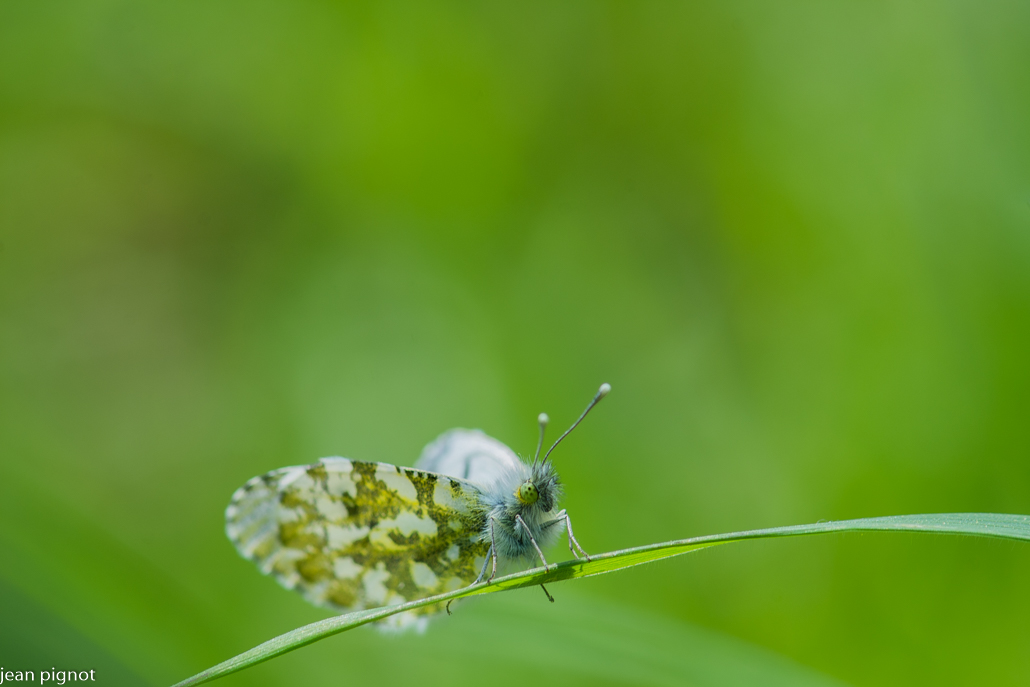 papillon aurore.JPG