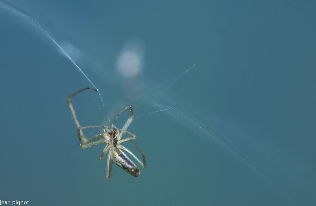 tetragniathe.JPG