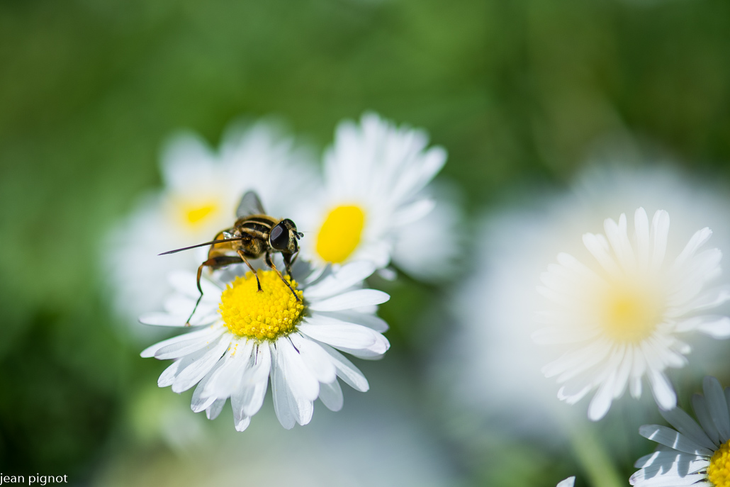 volucelle helophilus pendulus.JPG