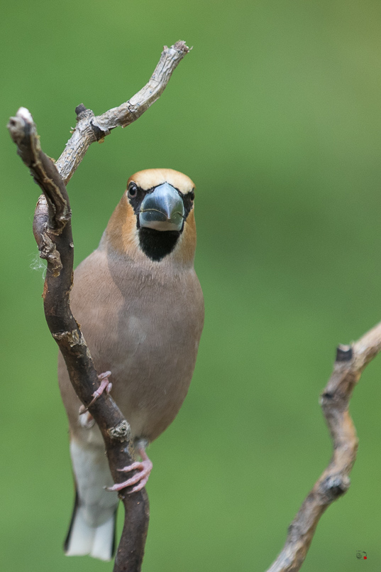 Gros Bec Casse Noyaux (Coccothraustes coccothraustes), Hawfinch-325.jpg
