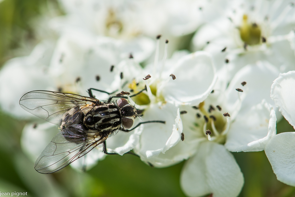 mouche a damier.JPG