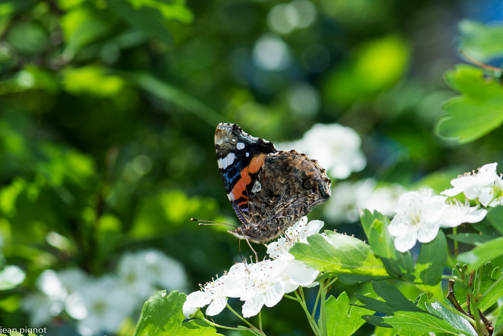 papillon vulcain.JPG