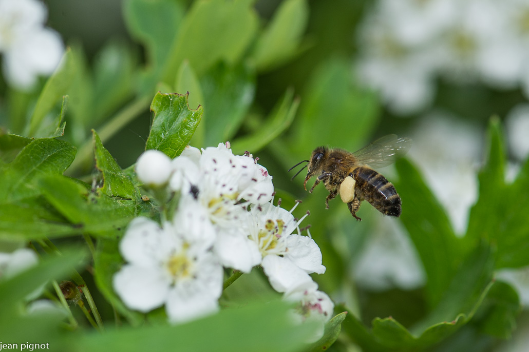 abeille comune (2).JPG