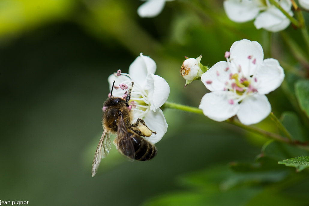 abeille comune.JPG