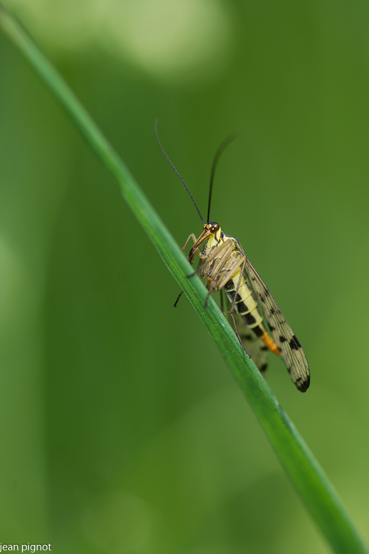mouche scorpion.JPG