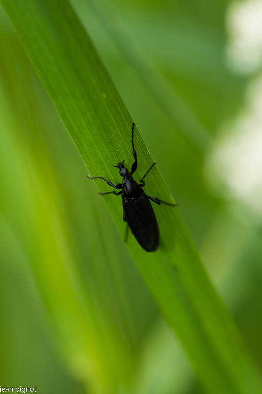 mouche st marc.JPG