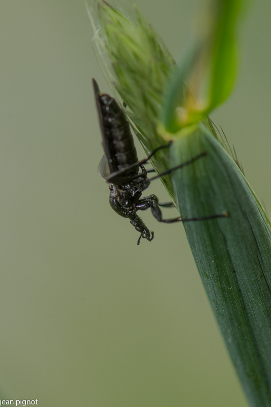 mouche st marc (2).JPG
