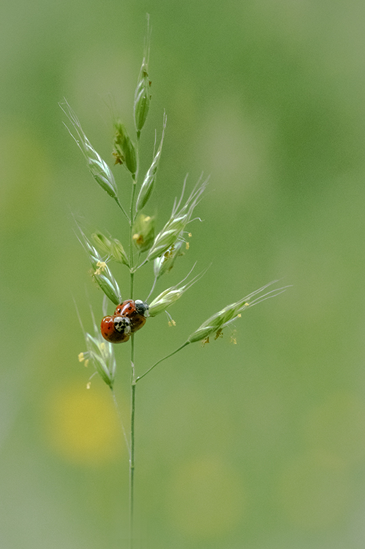 coccinelle 2022 1.jpg
