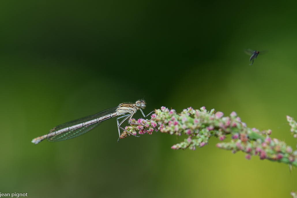agrion porte coupe femelle.JPG