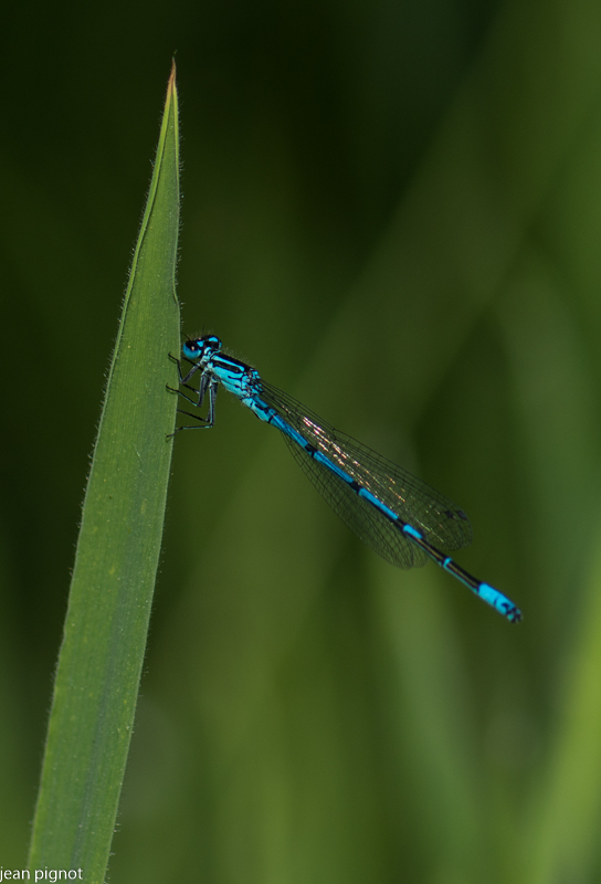 agrion porte coupe.JPG