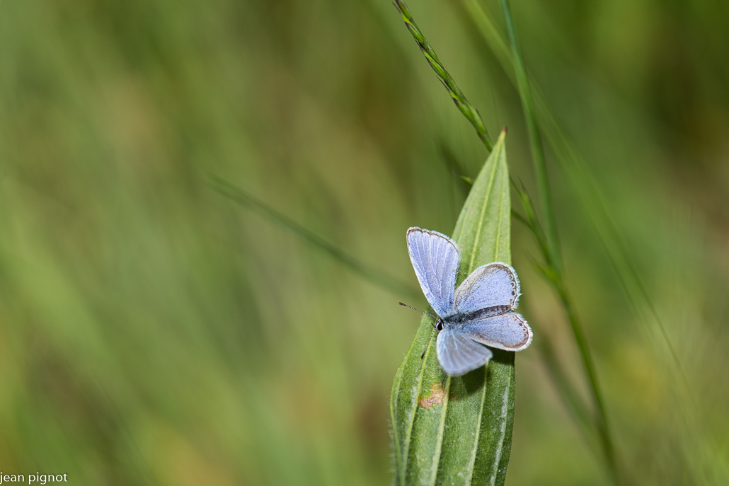 argus bleu-nacré.JPG