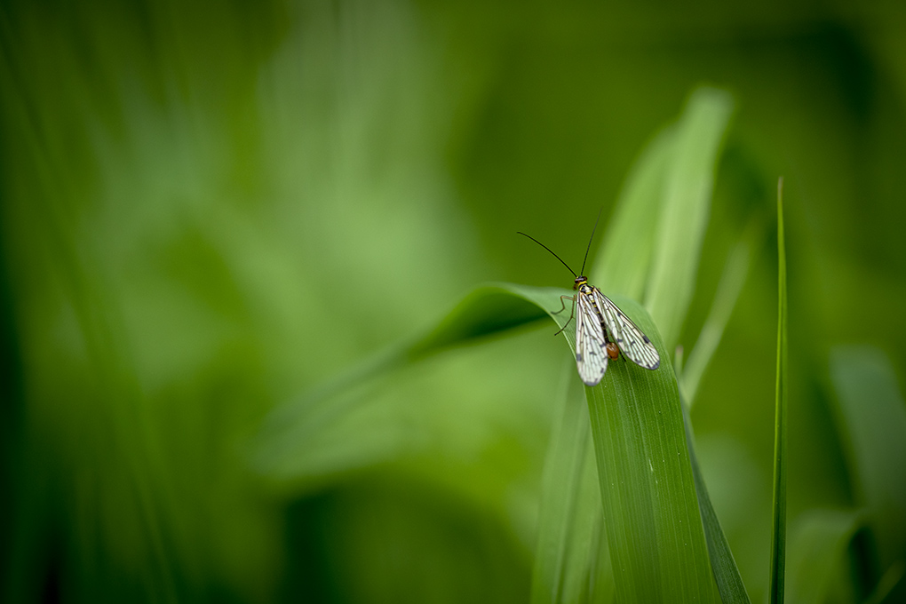 mouche scorpion 2022 1.jpg