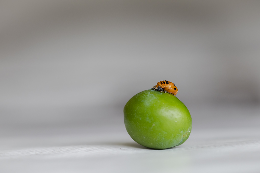 nymphe coccinelle 2022 1.jpg