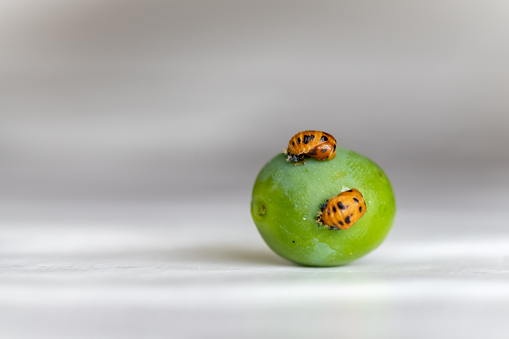 nymphe coccinelle 2022 4.jpg