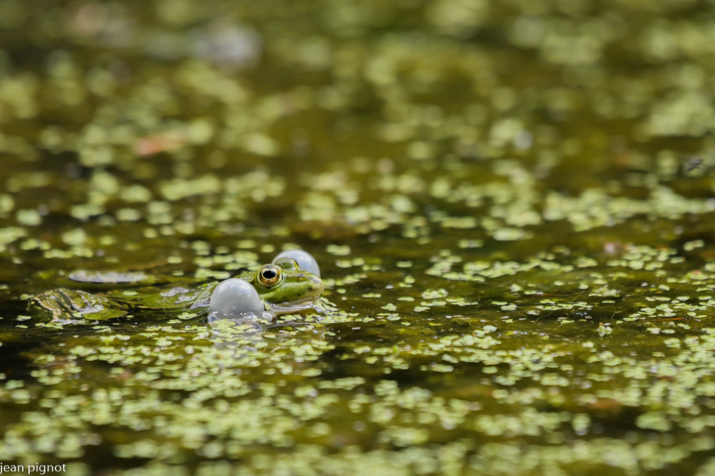 grenouille verte.JPG