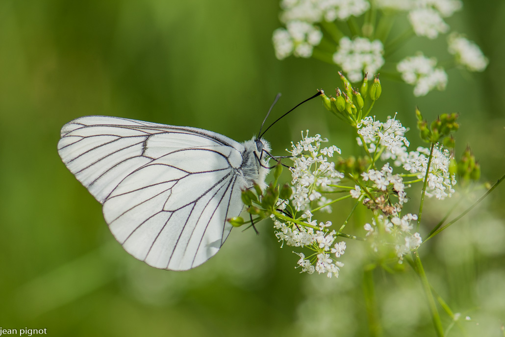 papillon gazé.JPG