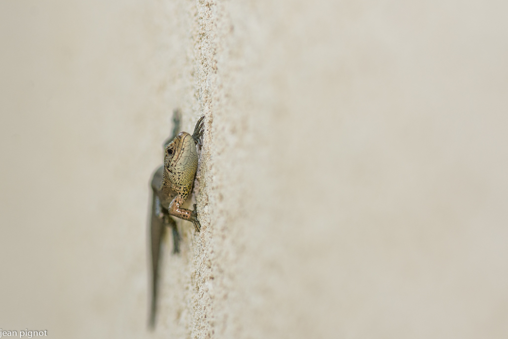 lezard vivipare.JPG