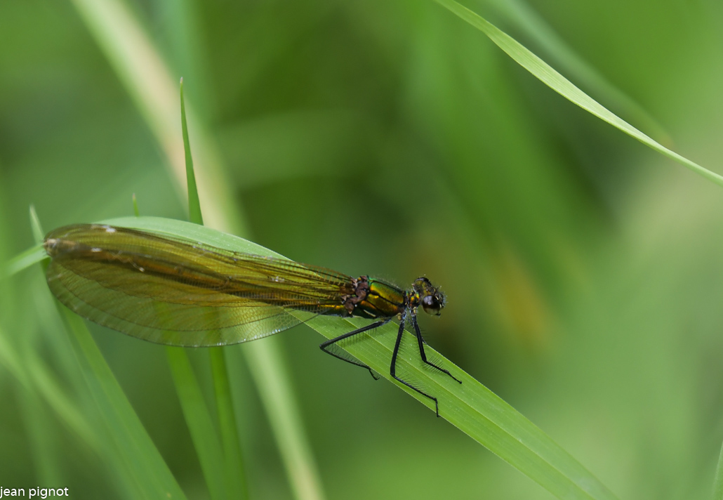 calopteryx eclatant femelle.JPG