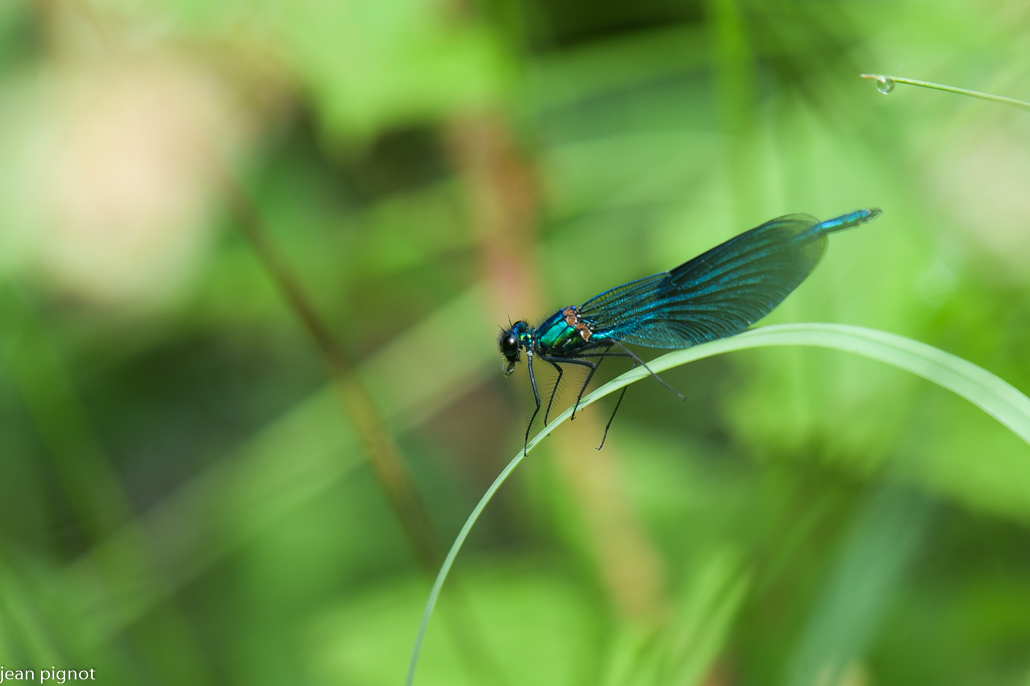 calopteryx eclatant male.JPG