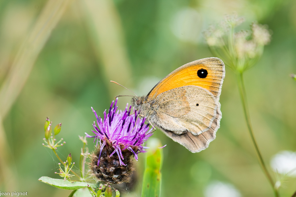 papillon myrtil.JPG