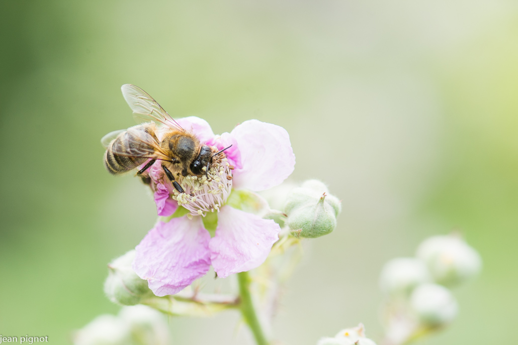 abeille comune.JPG
