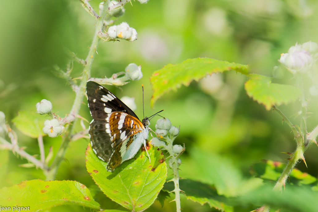 papillon petit sylvain.JPG