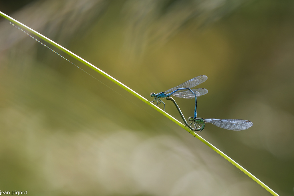 accouplement d agrion.JPG