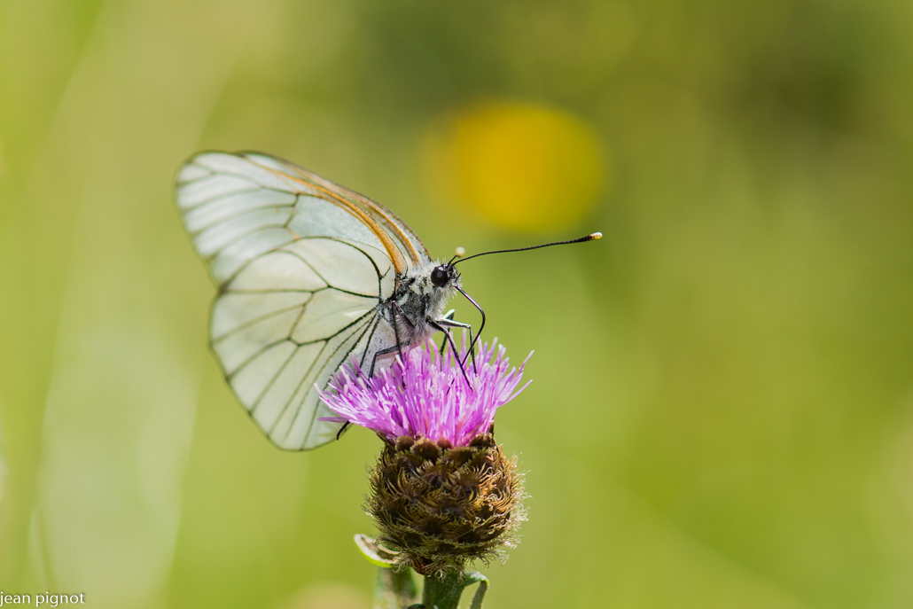 papillon gazé.JPG