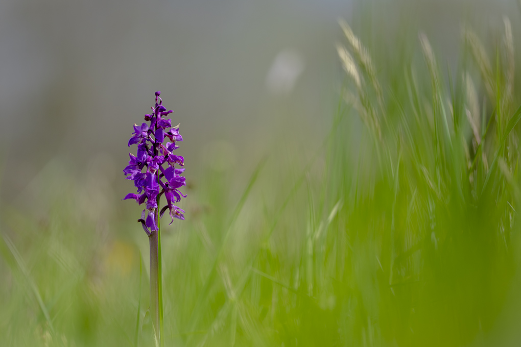 orchis male 2022 6.jpg