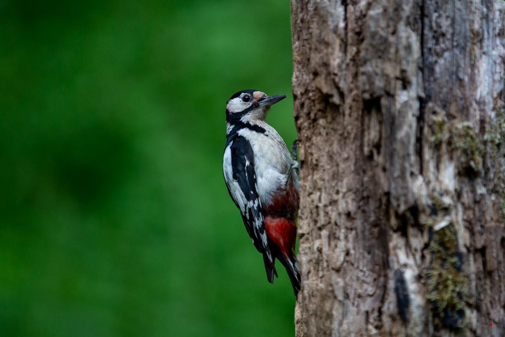 Pic épeiche (Dendrocopos major) Great spotted woodpecker-507.jpg