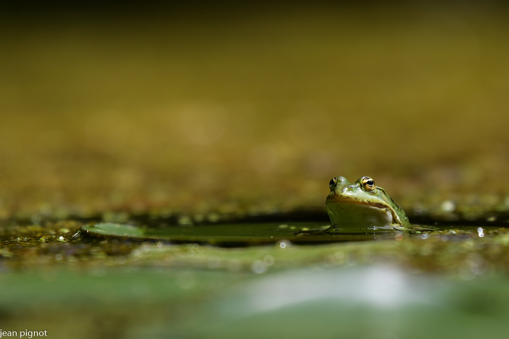 14072022-DSC_9664.JPG