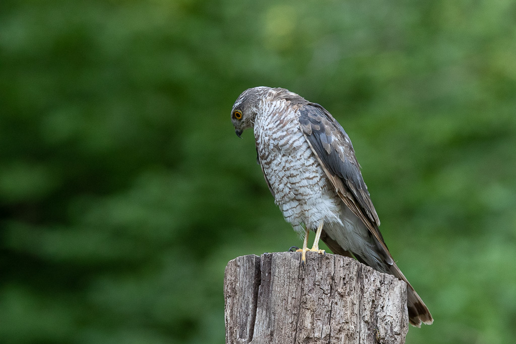 Epervier d'Europe (Accipiter nisus) Eurasian Sparrowhawk-30.jpg