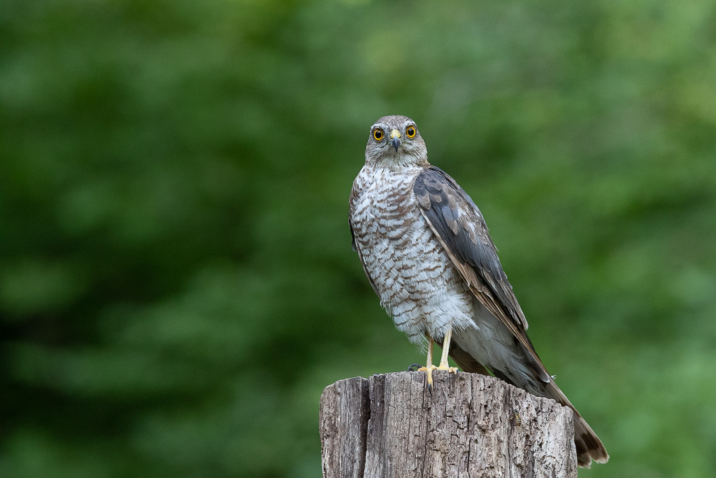 Epervier d'Europe (Accipiter nisus) Eurasian Sparrowhawk-45.jpg