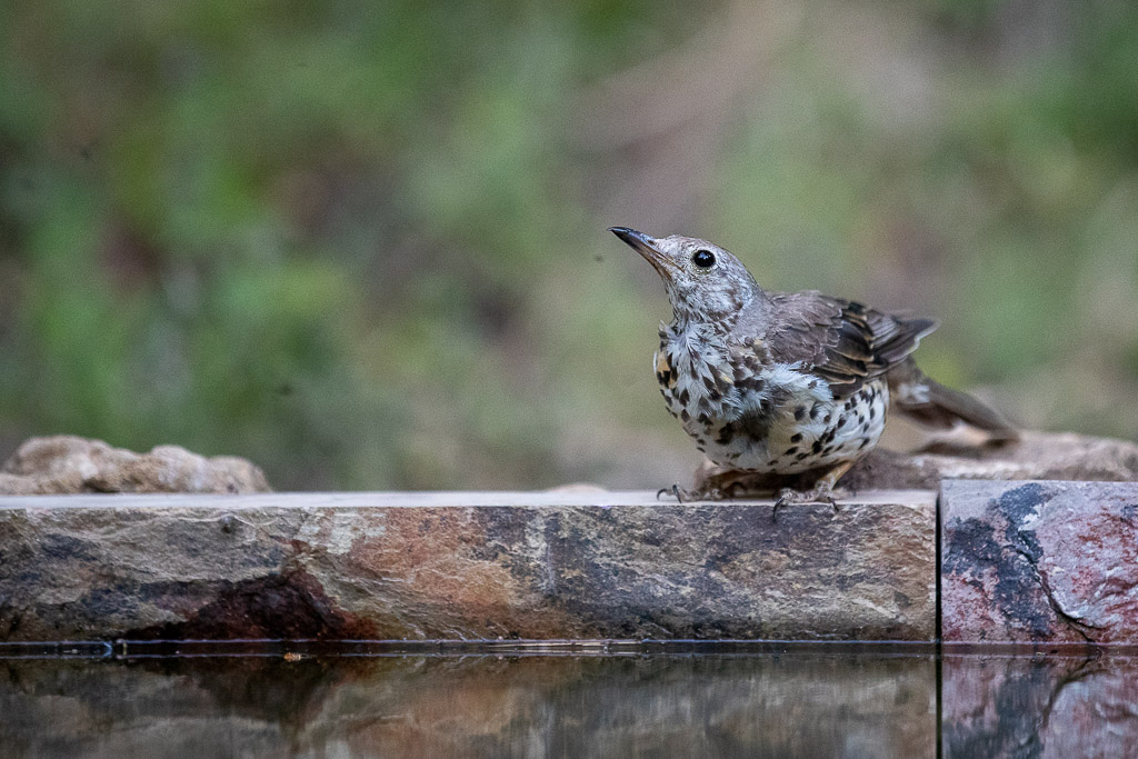 Grive draine (Turdus viscivorus)-5.jpg