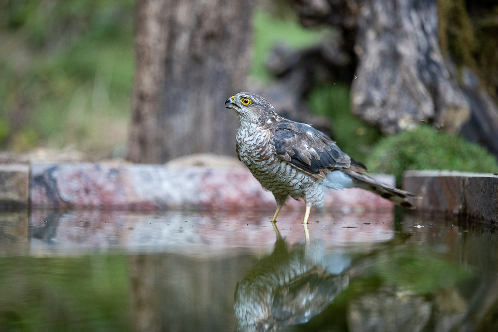 Epervier d'Europe (Accipiter nisus) Eurasian Sparrowhawk-81.jpg